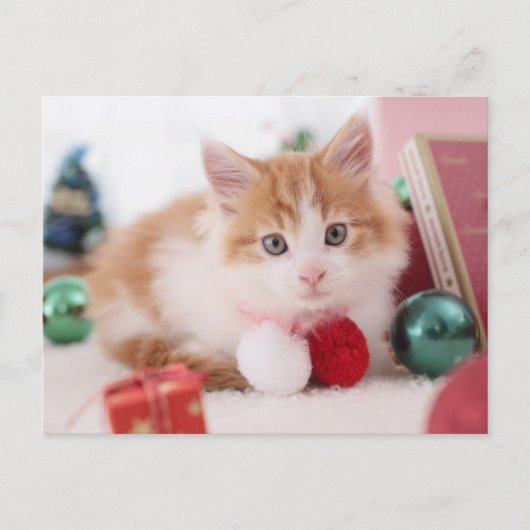 Kitten Postkarte (Vorderseite)