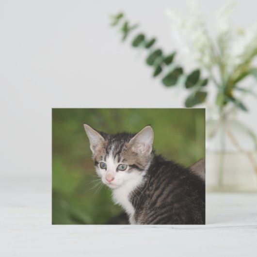 Kitten Postkarte (Stehend Vorderseite)