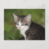 Kitten Postkarte (Vorderseite)