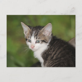 Kitten Postkarte