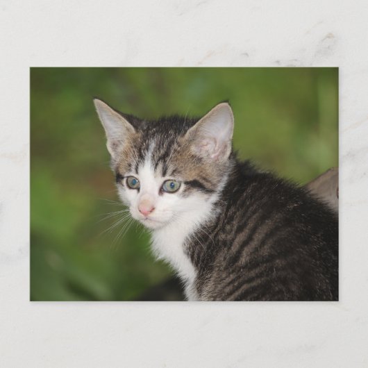 Kitten Postkarte (Vorderseite)