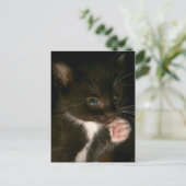 Kitten Postkarte (Stehend Vorderseite)