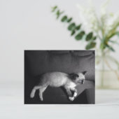 Kitten Postkarte (Stehend Vorderseite)