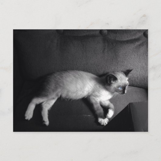 Kitten Postkarte (Vorderseite)