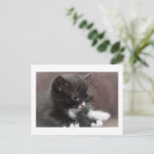 Kitten Postkarte (Stehend Vorderseite)