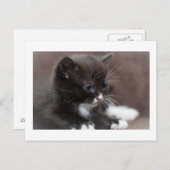 Kitten Postkarte (Vorne/Hinten)