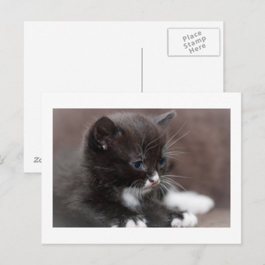 Kitten Postkarte (Vorne/Hinten)