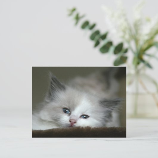 Kitten Postkarte (Stehend Vorderseite)