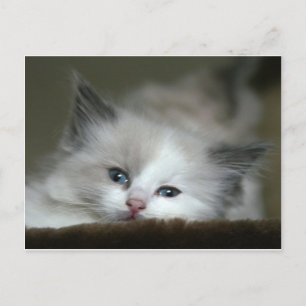 Kitten Postkarte