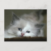 Kitten Postkarte (Vorderseite)