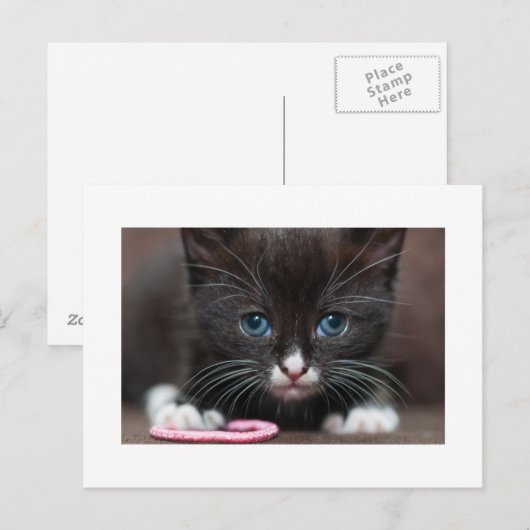 Kitten Power Postkarte (Vorne/Hinten)