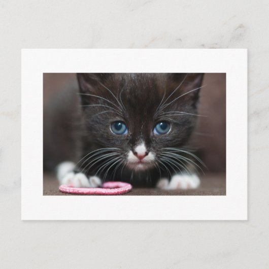 Kitten Power Postkarte (Vorderseite)