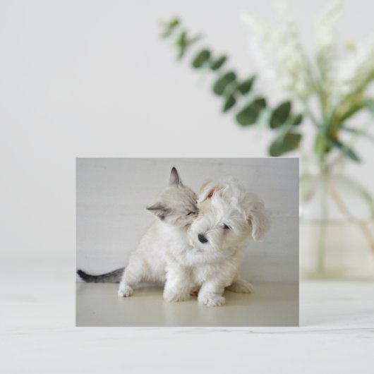 Kitten Puppy Postcard Postkarte (Stehend Vorderseite)