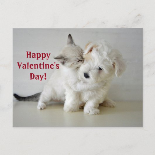 Kitten Puppy Valentine's Day Postkarte (Vorderseite)