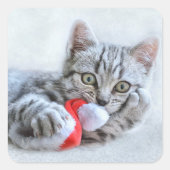 Kitten Quadratischer Aufkleber (Vorderseite)