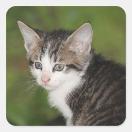 Kitten Quadratischer Aufkleber