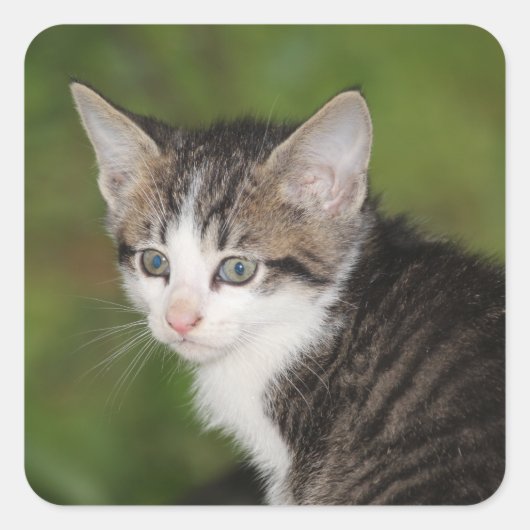 Kitten Quadratischer Aufkleber (Vorderseite)