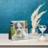 Kitten Rad Fotoplatte (InSitu)