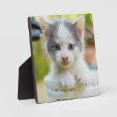 Kitten Rad Fotoplatte (Vorderseite)