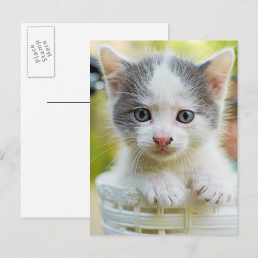 Kitten Rad Postkarte (Vorne/Hinten)