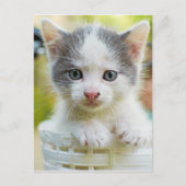 Kitten Rad Postkarte (Vorderseite)