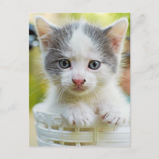 Kitten Rad Postkarte (Vorderseite)