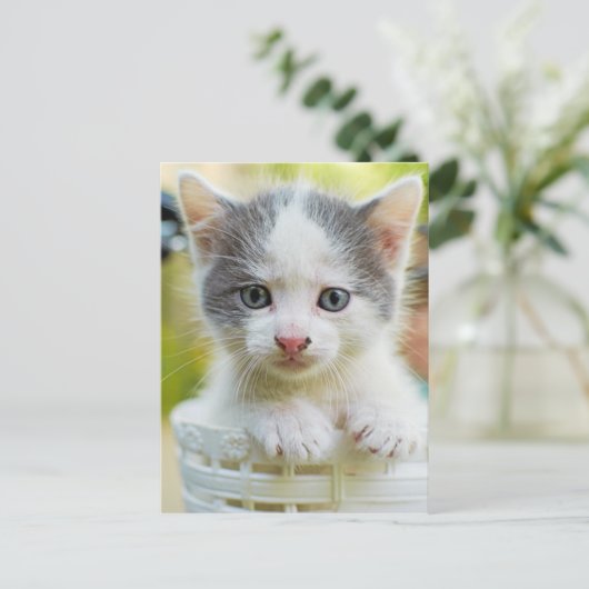 Kitten Rad Postkarte (Stehend Vorderseite)