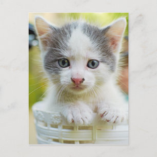 Kitten Rad Postkarte