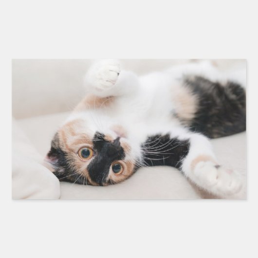 Kitten Rechteckiger Aufkleber (Vorderseite)
