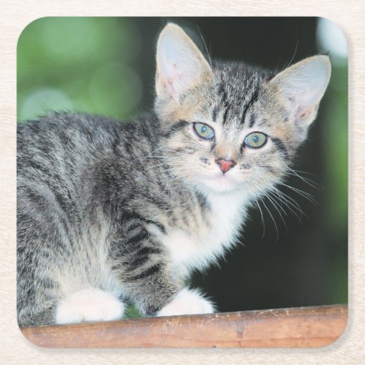 Kitten Rechteckiger Pappuntersetzer (Vorderseite)