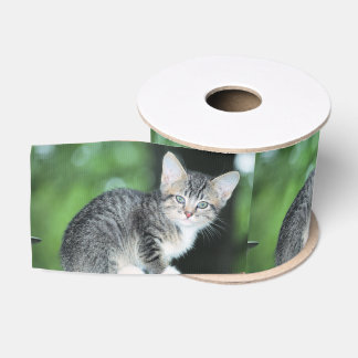 Kitten Ripsband