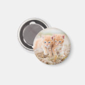 Kitten, rot, zwei magnet (Vorderseite/Rückseite)