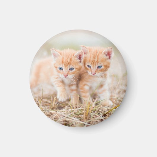Kitten, rot, zwei magnet (Vorne)