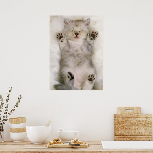 Kitten Schlafen auf einem weißen Teppichboden, hoc Poster (Küche)