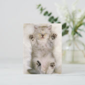 Kitten Schlafen auf einem weißen Teppichboden, hoc Postkarte (Stehend Vorderseite)