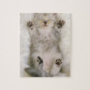 Kitten Schlafen auf einem weißen Teppichboden, hoc Puzzle