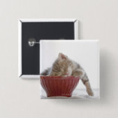 Kitten Schlafen in Bowl Button (Vorne & Hinten)