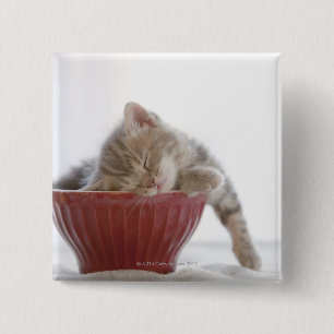 Kitten Schlafen in Bowl Button