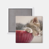 Kitten Schlafen in Bowl Magnet (Vorderseite/Rückseite)