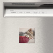 Kitten Schlafen in Bowl Magnet (In Situ (Geschirrspüler))