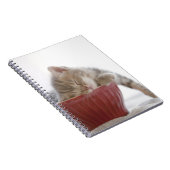 Kitten Schlafen in Bowl Notizblock (Rechte Seite)
