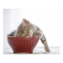 Kitten Schlafen in Bowl