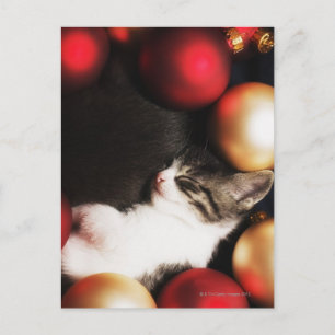Kitten schlafen in Dekorationen Postkarte