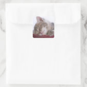 Kitten Schlafen in Schüssel 2 Quadratischer Aufkleber (Tasche)
