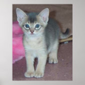 Kitten sechs Wochen Poster (Vorne)