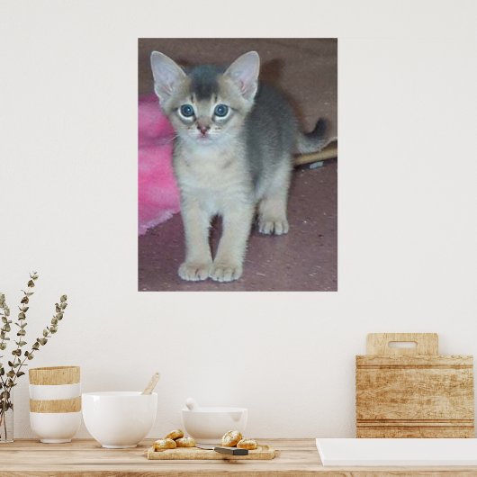 Kitten sechs Wochen Poster (Küche)