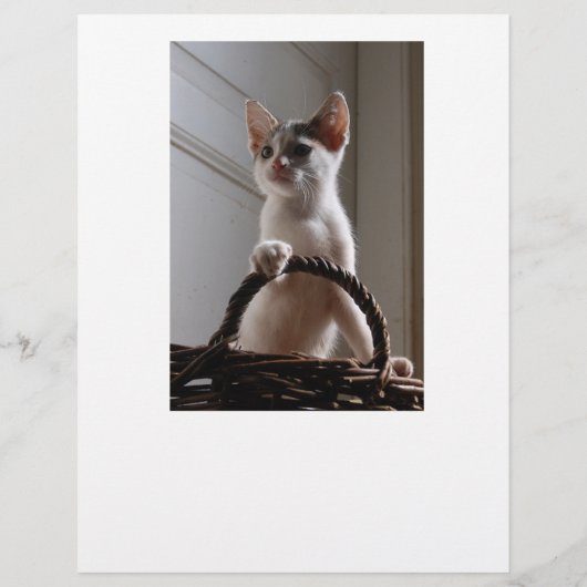 Kitten Selling Flyer (Hinten)