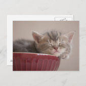 Kitten Sleeping In A Bowl Postkarte (Vorne/Hinten)