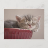 Kitten Sleeping In A Bowl Postkarte (Vorderseite)