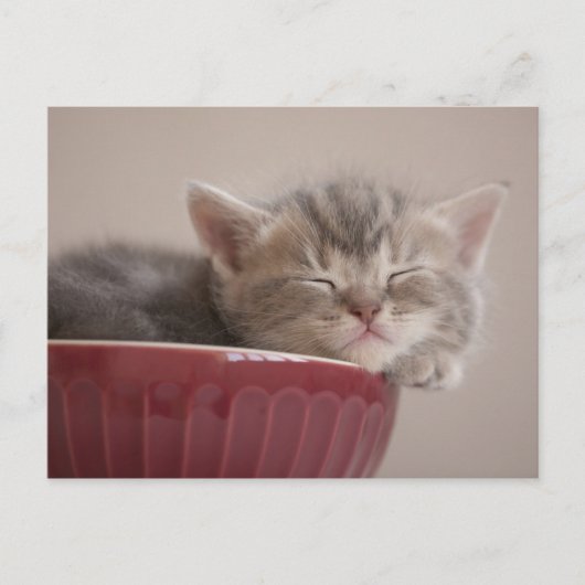 Kitten Sleeping In A Bowl Postkarte (Vorderseite)